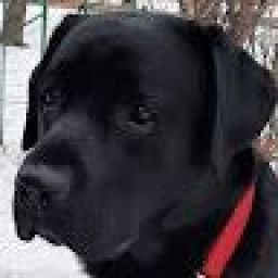 LabradorRU avatar