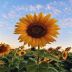sunflower36002 avatar