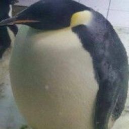 fat_penguin avatar