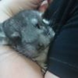 anveicia_chinchillas avatar