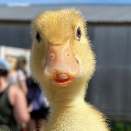 LuitenantDuckie avatar