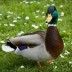 mdrduck avatar