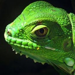 xLimeLizard avatar