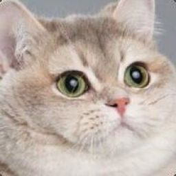 mr_cat3 avatar