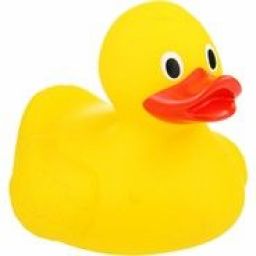 duck16 avatar