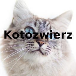 kotozwierz avatar