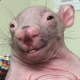 rat1 avatar