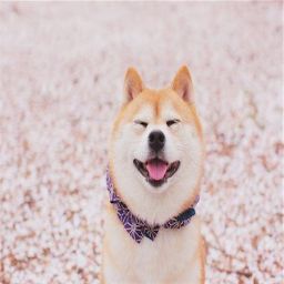 Shiba_Wojownik avatar