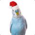 parrot4 avatar