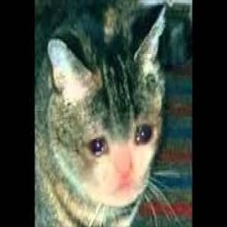 Sad_Kitteh avatar