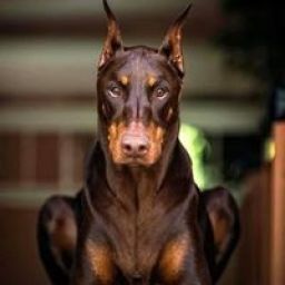 doberman_doberman avatar