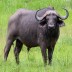 bufaloh avatar