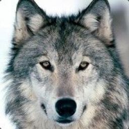 wild_wolf3 avatar