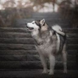 husky10 avatar