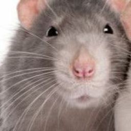 rat6 avatar