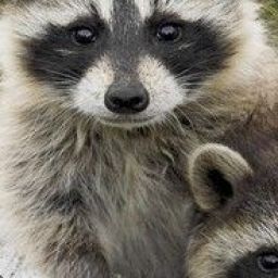 the_raccon avatar