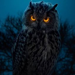 MysticOwl avatar