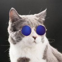 gzlkl_kedi avatar