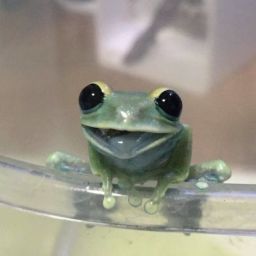 FroggiiTheRey avatar