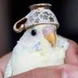 birb_mcbirb avatar