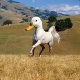 duckpan avatar